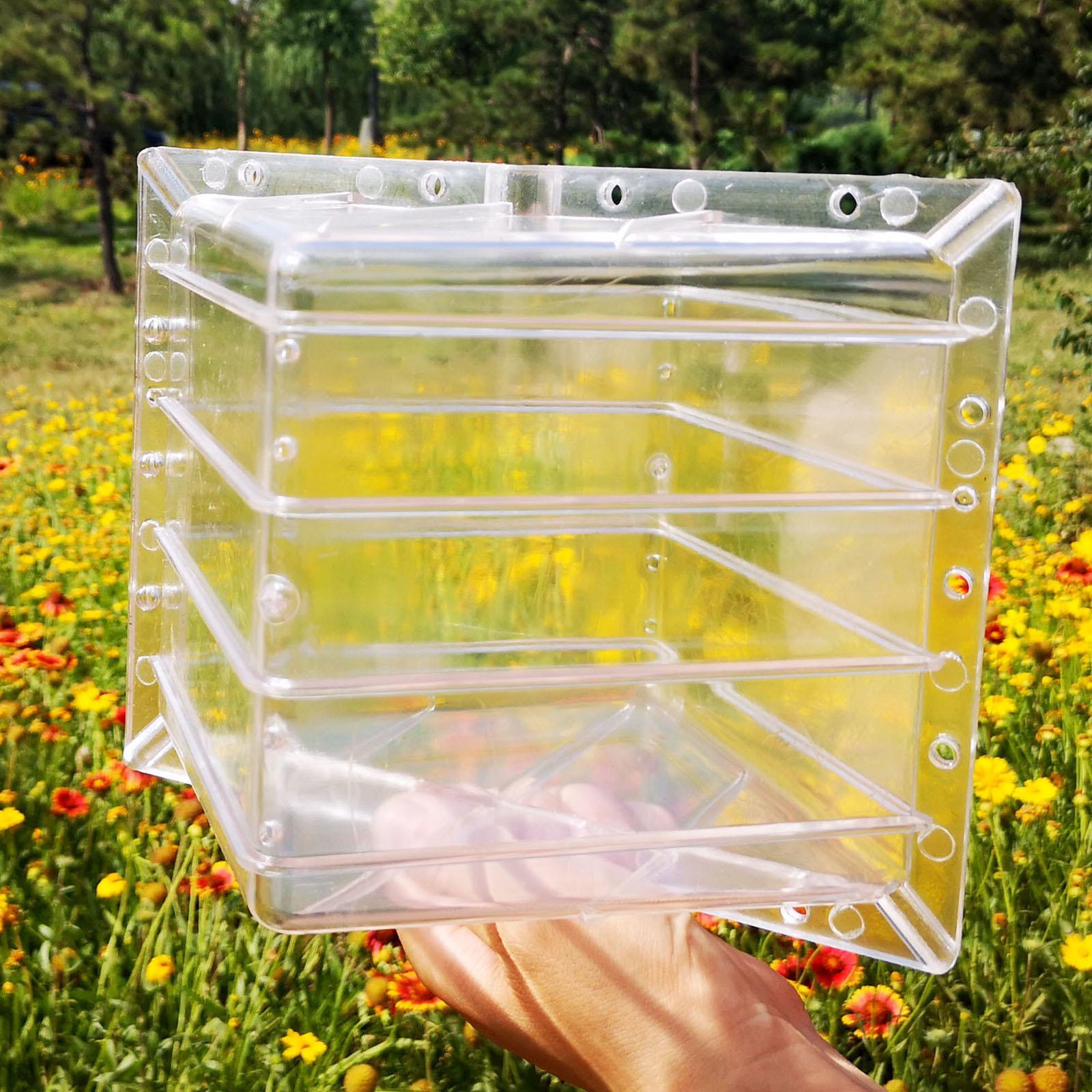 正方形のスイカ成長型成形器具、使いやすい、高張力、ユニークで - Gardening Tools Unique のレビューと価格